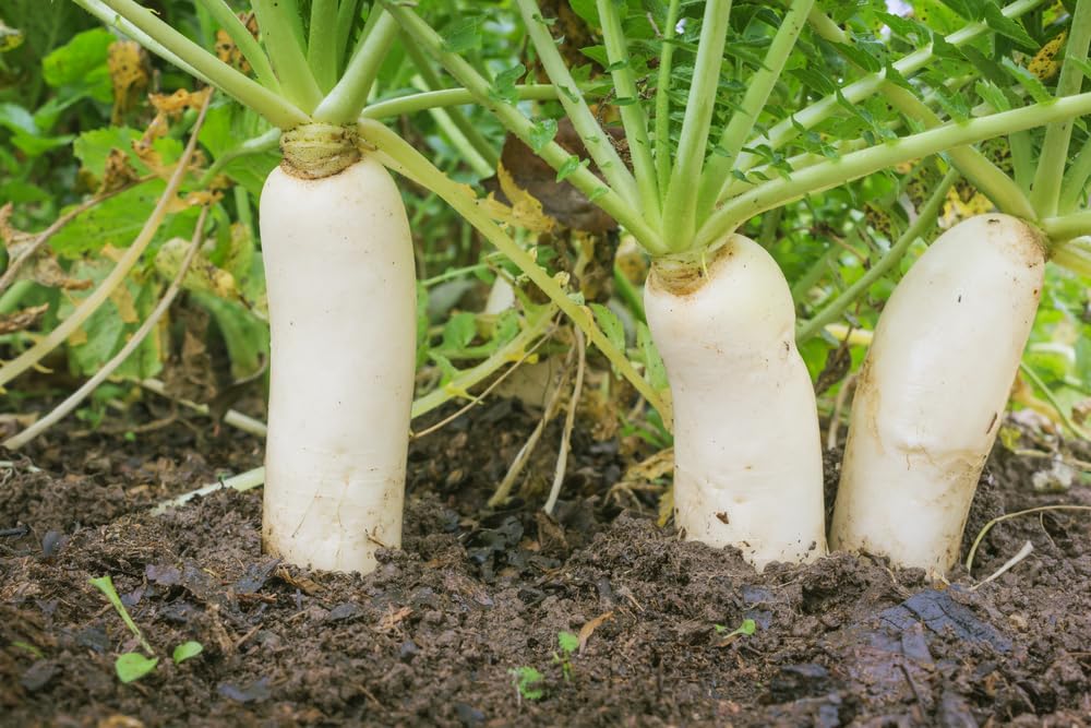 Bulk Daikon Radish Seeds for Food Plot or Cover Crop - Chinese, Japanese, or Oriental Radish - Easy to Grow (5 Pounds)