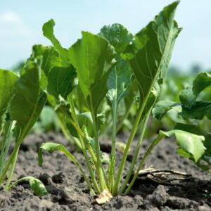 Bulk Daikon Radish Seeds for Food Plot or Cover Crop - Chinese, Japanese, or Oriental Radish - Easy to Grow (5 Pounds)