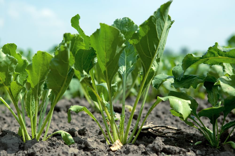 Bulk Daikon Radish Seeds for Food Plot or Cover Crop - Chinese, Japanese, or Oriental Radish - Easy to Grow (5 Pounds)