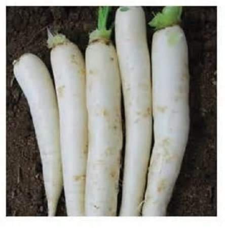 Small Radishing Collection- (1) 50pk Daikon Radish, (1) 50pk Cherry Belle Radish, (1) 50pk Sparkler White Tip Radish and (1) 50pk Rambo Radish