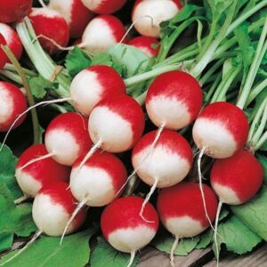 Large Radishing Collection-(1) 50pk Daikon, (1) 50pk Cherry Belle,(1) 50pk Sparkler White Tip, (1) 50pk Rambo, (1) 50pk Black Spanish Round, (1) 50pk Hailstone White, (1) French Breakfast Radish Seeds