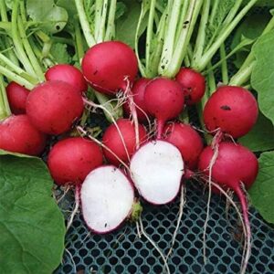 Large Radishing Collection-(1) 50pk Daikon, (1) 50pk Cherry Belle,(1) 50pk Sparkler White Tip, (1) 50pk Rambo, (1) 50pk Black Spanish Round, (1) 50pk Hailstone White, (1) French Breakfast Radish Seeds