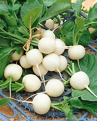 Large Radishing Collection-(1) 50pk Daikon, (1) 50pk Cherry Belle,(1) 50pk Sparkler White Tip, (1) 50pk Rambo, (1) 50pk Black Spanish Round, (1) 50pk Hailstone White, (1) French Breakfast Radish Seeds