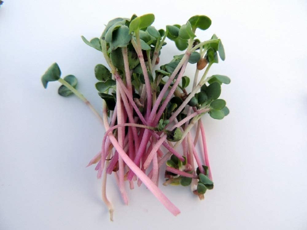 "COOL BEANS n SPROUTS" Brand, Radish Duo Sprouting Mix, 4 Ounces, This is a Mix of Daikon Radish and Red Radish Seeds.