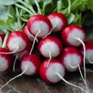 25+ pk Sparkler White Tip Radish Seed, Home Garden, Sprouting Seeds