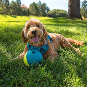 Outward Hound Nina Ottosson Treat Tumble Interactive Treat Ball Dog Puzzle Dog Enrichment Dog Toy, Level 1 Beginner, Blue, Small