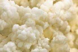 live milk kefir grains - live probiotic culture