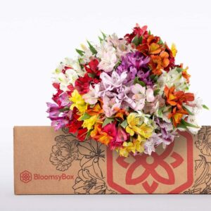 BloomsyBox: 24 Multicolored Alstroemeria Bouquet Flowers, Two Dozen, Long Lasting & Hand-Tied, Farm Fresh Cut Flowers Bouquet, birthday flowers,anniversary Flowers | No Vase