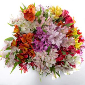 BloomsyBox: 24 Multicolored Alstroemeria Bouquet Flowers, Two Dozen, Long Lasting & Hand-Tied, Farm Fresh Cut Flowers Bouquet, birthday flowers,anniversary Flowers | No Vase