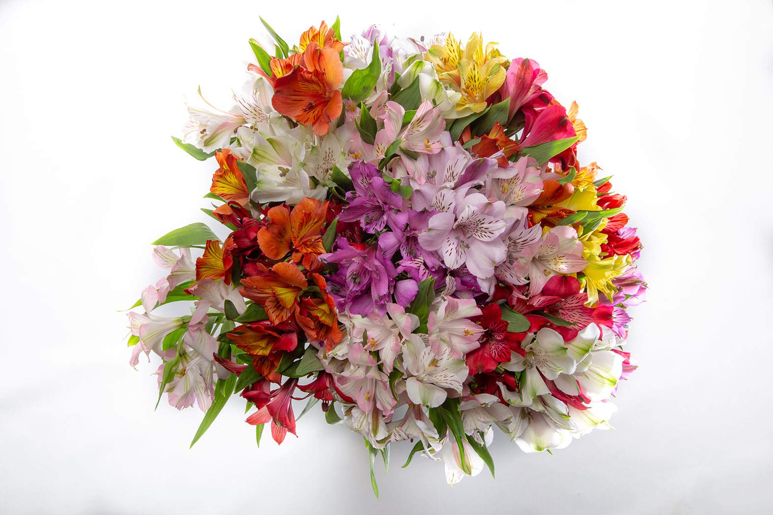 BloomsyBox: 24 Multicolored Alstroemeria Bouquet Flowers, Two Dozen, Long Lasting & Hand-Tied, Farm Fresh Cut Flowers Bouquet, birthday flowers,anniversary Flowers | No Vase