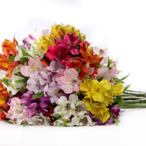 BloomsyBox: 24 Multicolored Alstroemeria Bouquet Flowers, Two Dozen, Long Lasting & Hand-Tied, Farm Fresh Cut Flowers Bouquet, birthday flowers,anniversary Flowers | No Vase