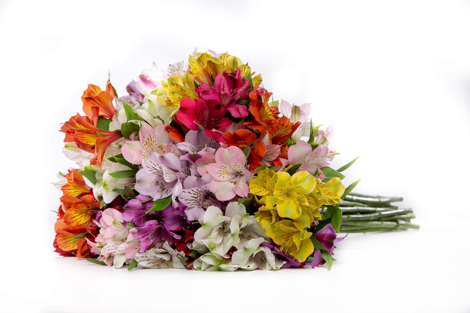 BloomsyBox: 24 Multicolored Alstroemeria Bouquet Flowers, Two Dozen, Long Lasting & Hand-Tied, Farm Fresh Cut Flowers Bouquet, birthday flowers,anniversary Flowers | No Vase