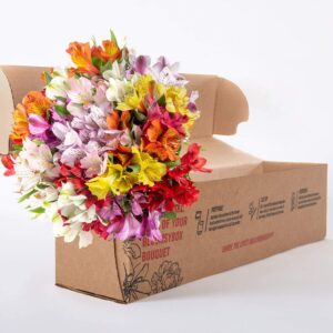 BloomsyBox: 24 Multicolored Alstroemeria Bouquet Flowers, Two Dozen, Long Lasting & Hand-Tied, Farm Fresh Cut Flowers Bouquet, birthday flowers,anniversary Flowers | No Vase