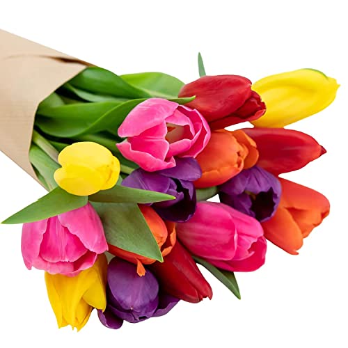 Stargazer Barn - Prime Overnight Delivery - The Happy Bouquet- Farm Fresh Colorful Tulips - Ship directly from our farm to your door, Red, Pink, Yellow, Purple, Orange