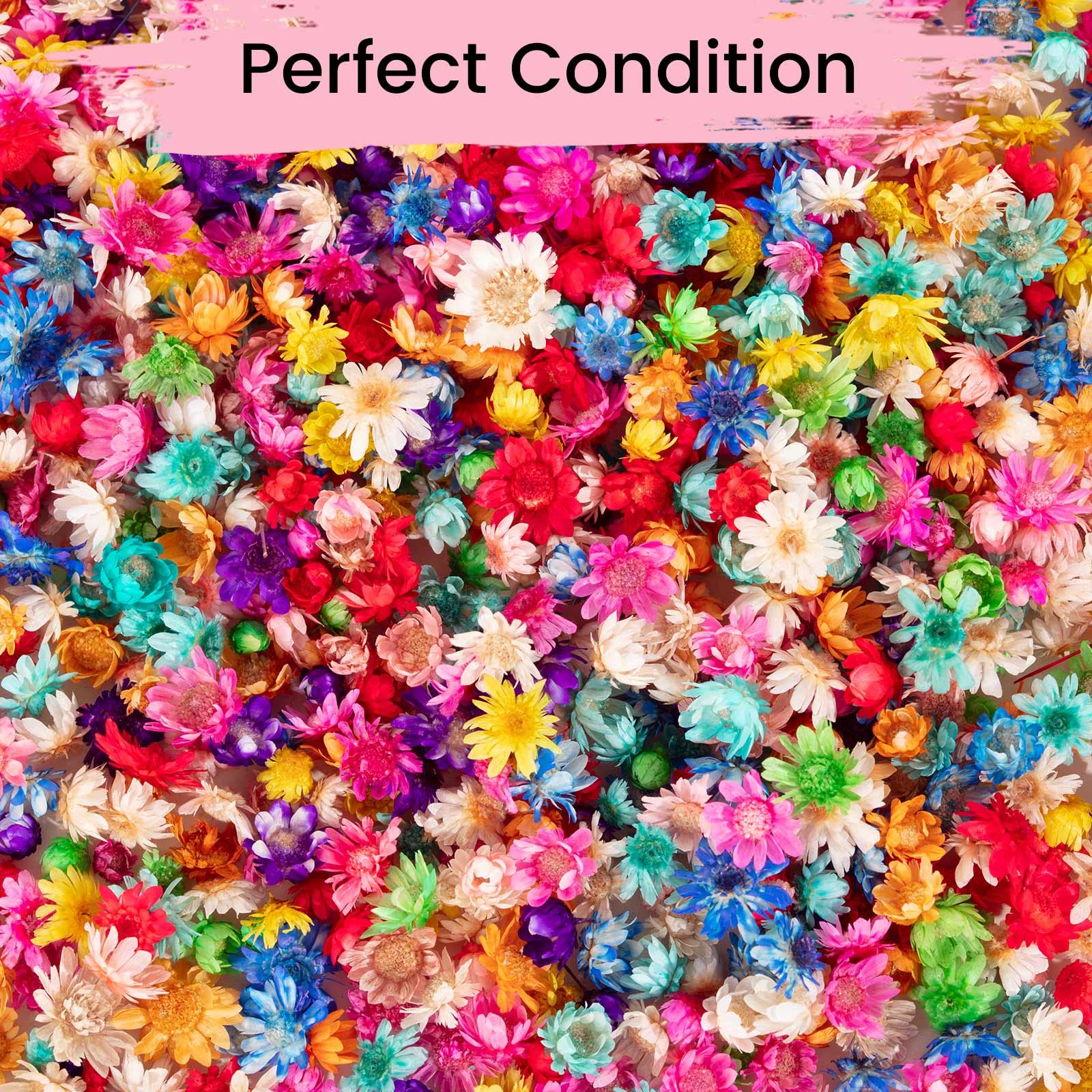 900 PCS Small Dried Flowers for Crafts Resin - Tiny Dried Flowers for Nails, Natural Real Dried Pressed Flowers Bulk for DIY Jewelry Earrings Epoxy Molds, Candles Making, Soap Making