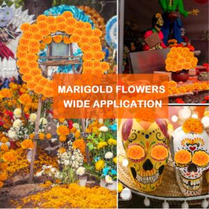 Labeol 50PCS Marigold Flowers Artificial Marigold Flowers Heads Bulk Mexican Decoration Silk Orange Marigold Garland with Stems for Day of The Dead Halloween Diwali Party Decorations Home Decor