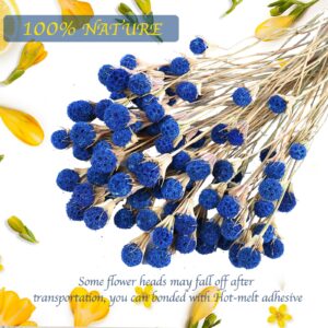 50 Pcs Natural Blue Dried Thistle Flowers Bouquet, Bulk Dried Craspedia Billy Balls Button Plant, 17'' DIY Floral Arrangements for Home Boho Kitchen Table Wedding Vase Decor