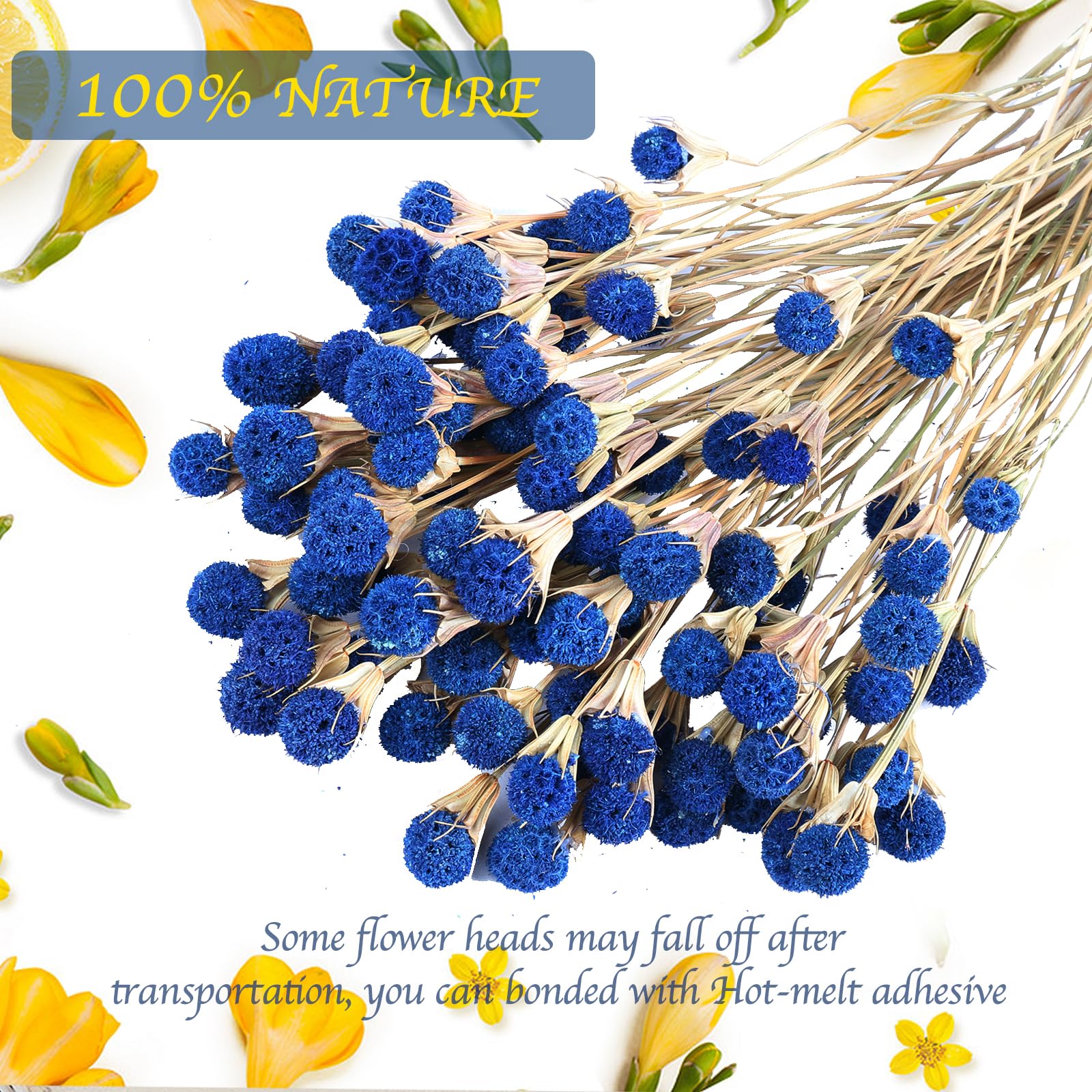 50 Pcs Natural Blue Dried Thistle Flowers Bouquet, Bulk Dried Craspedia Billy Balls Button Plant, 17'' DIY Floral Arrangements for Home Boho Kitchen Table Wedding Vase Decor