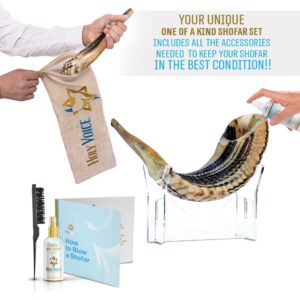 Handcrafted Kosher Ram Shofar from Israel, 20"-22" – Musical Horn, Cleaning Brush, Anti Odor Spray, shofar stand & Shofar Bag – Decorative, Jewish Gifts for Women & Men by Holy Voice