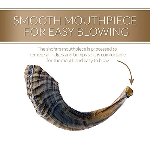 KOSHER ODORLESS NATURAL SHOFAR | Genuine Rams Horn | Smooth Mouthpiece for Easy Blowing | Includes Velvet like Drawstring Bag and Shofar Blowing Guide (12”-14”)