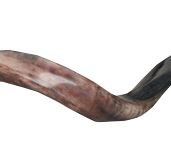 Kosher Yemenite Kudu Horn Shofar Authentic Natural Hand Made in Israel (21.7" - 24")