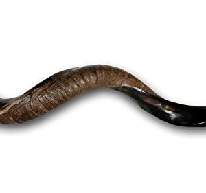 Kosher Yemenite Kudu Horn Shofar Authentic Natural Hand Made in Israel (21.7" - 24")