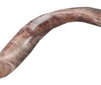 Kosher Yemenite Kudu Horn Shofar Authentic Natural Hand Made in Israel (21.7" - 24")