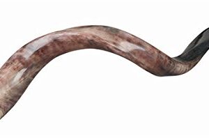 Kosher Yemenite Kudu Horn Shofar Authentic Natural Hand Made in Israel (21.7" - 24")