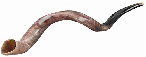 Kosher Yemenite Kudu Horn Shofar Authentic Natural Hand Made in Israel (21.7" - 24")