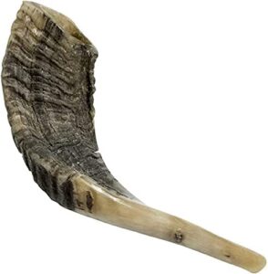 traditional shofar from israel, jewish natural musical instrument, clear sounding authentic horn shofar, beautiful sounding shofar, natural ram horn shofar (10"-12")