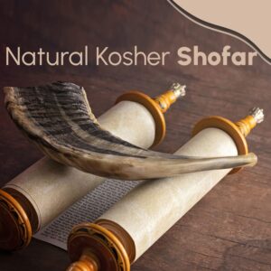 Traditional Shofar from Israel, Jewish Natural Musical Instrument, Clear Sounding Authentic Horn Shofar, Beautiful Sounding Shofar, Natural Ram Horn Shofar (10"-12")