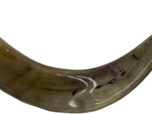 Authentic & Kosher Polished Ram's Horn Shofar from Israel (16" -18")