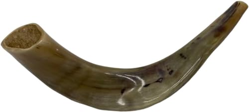 Authentic & Kosher Polished Ram's Horn Shofar from Israel (16" -18")