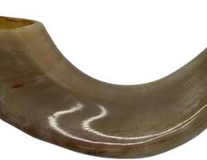 Authentic & Kosher Polished Ram's Horn Shofar from Israel (16" -18")