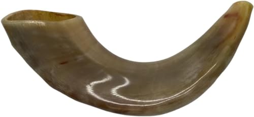 Authentic & Kosher Polished Ram's Horn Shofar from Israel (16" -18")