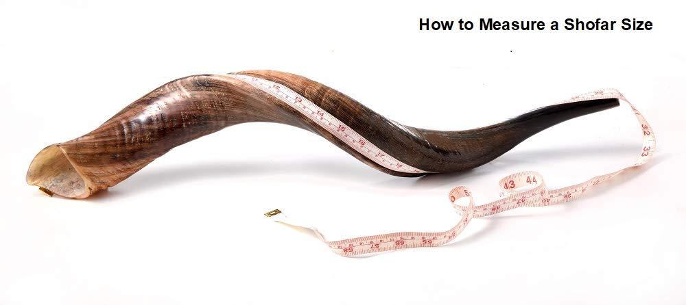 Sale 36" Extra Large Yemenite Kudu Horn Polished Shofar Shofars with Free Anti Odor Spray,Guide From Israel