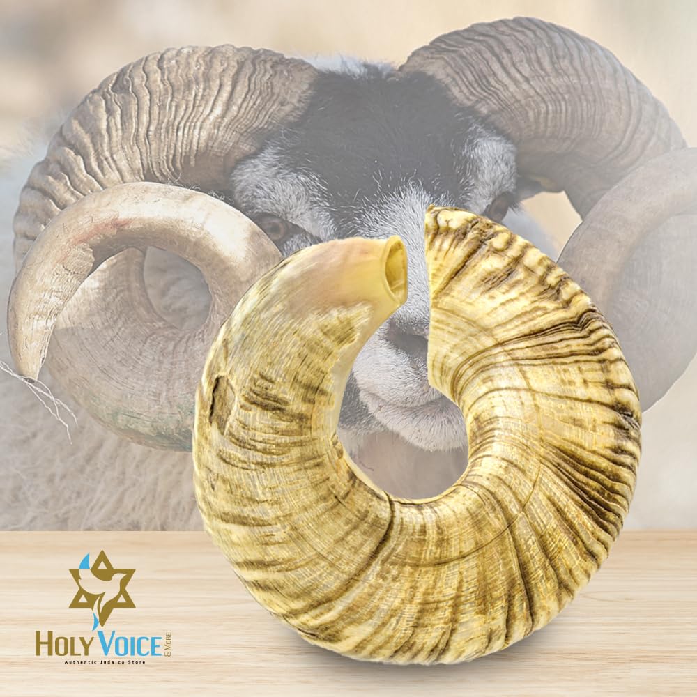 Holy Voice Yemeni Shofar Horn from Israel - Yemeni 24"-26" Shofar with Shofar Stand, Carrying Bag, Brush, Anti-Odor Spray – Made in Israel.