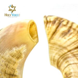 Holy Voice Yemeni Shofar Horn from Israel - Yemeni 24"-26" Shofar with Shofar Stand, Carrying Bag, Brush, Anti-Odor Spray – Made in Israel.