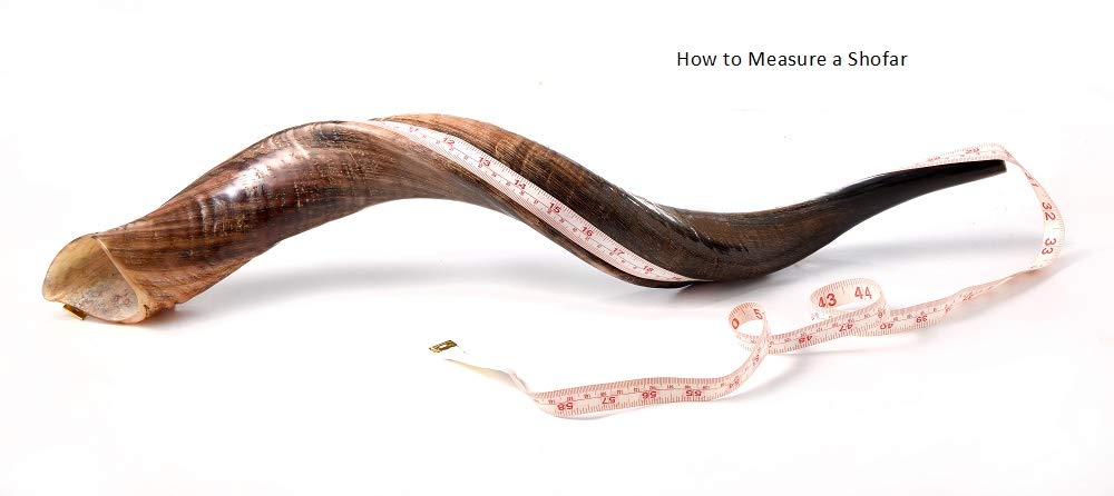 SHOFAR Full Natural Kosher Kudu Horn 40''-42" + Bag + Guide + Spray by Yaliland