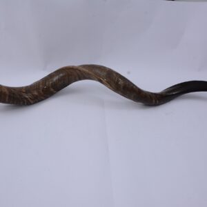 Sale 42"- 44" Extra Large Yemenite Kudu Horn Full Natural Shofar Shofars with Free Anti Odor Spray and Bag From Israel By yaliland