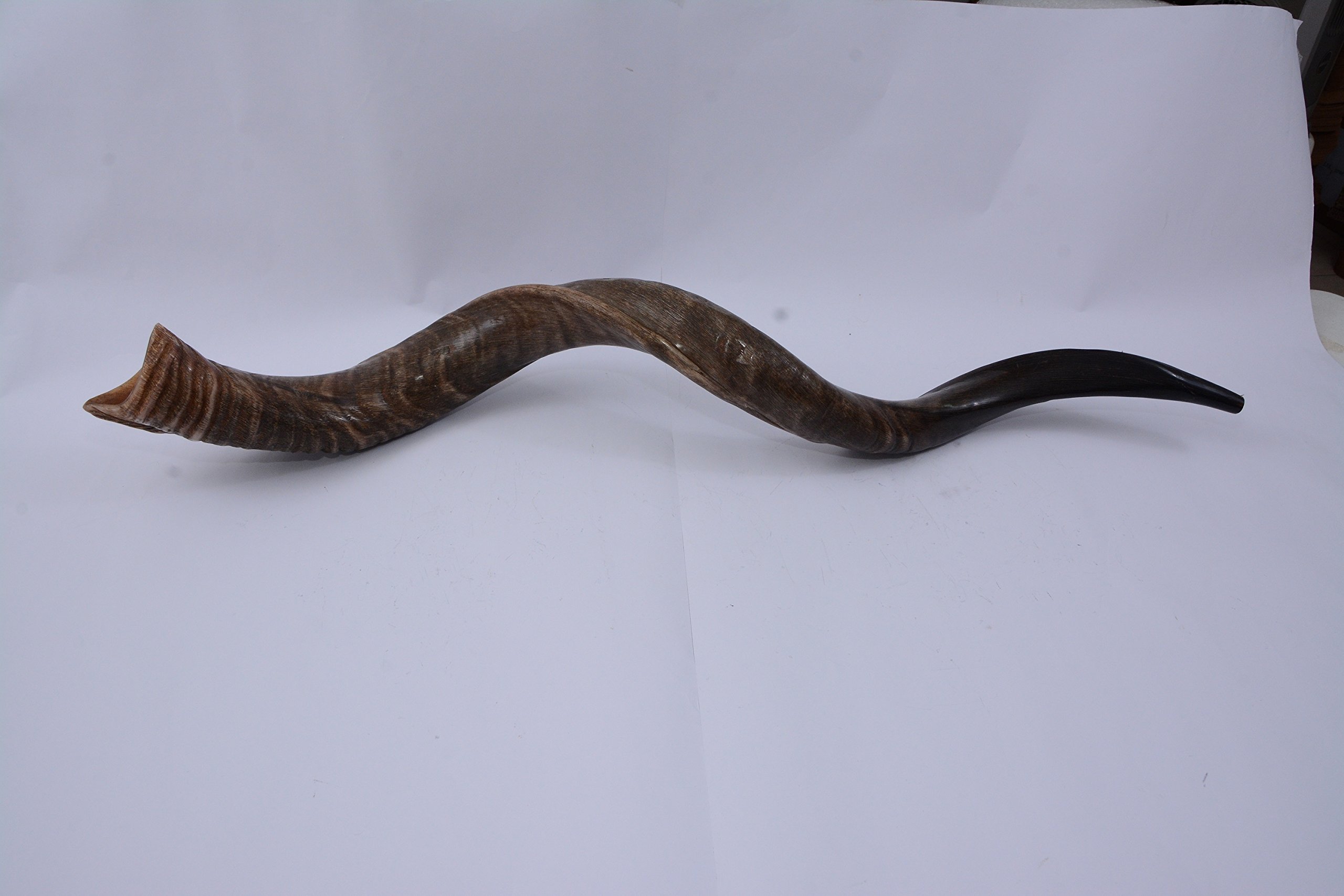 Sale 42"- 44" Extra Large Yemenite Kudu Horn Full Natural Shofar Shofars with Free Anti Odor Spray and Bag From Israel By yaliland