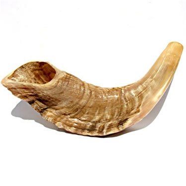 Shofar Ram's Horn Shofar Small Size 29-32cm Natural White