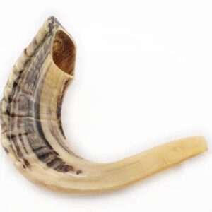 Shofar Ram's Horn Shofar Small Size 29-32cm Natural White