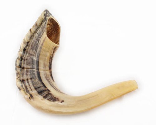 Shofar Ram's Horn Shofar Small Size 29-32cm Natural White