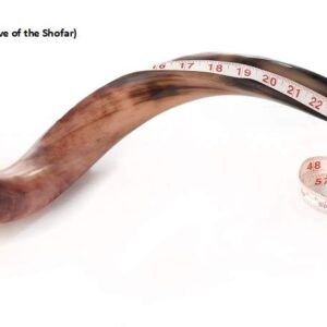 SHOFAR Full Polished Kosher Kudu Horn 40''-42" + Bag + Guide + Spray by Yaliland