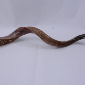 40"- 42" Extra Large Yemenite Kudu Horn Half Polished Finish and Half Natural Shofar, with Free Anti Odor Spray and Bag, Made in Israel