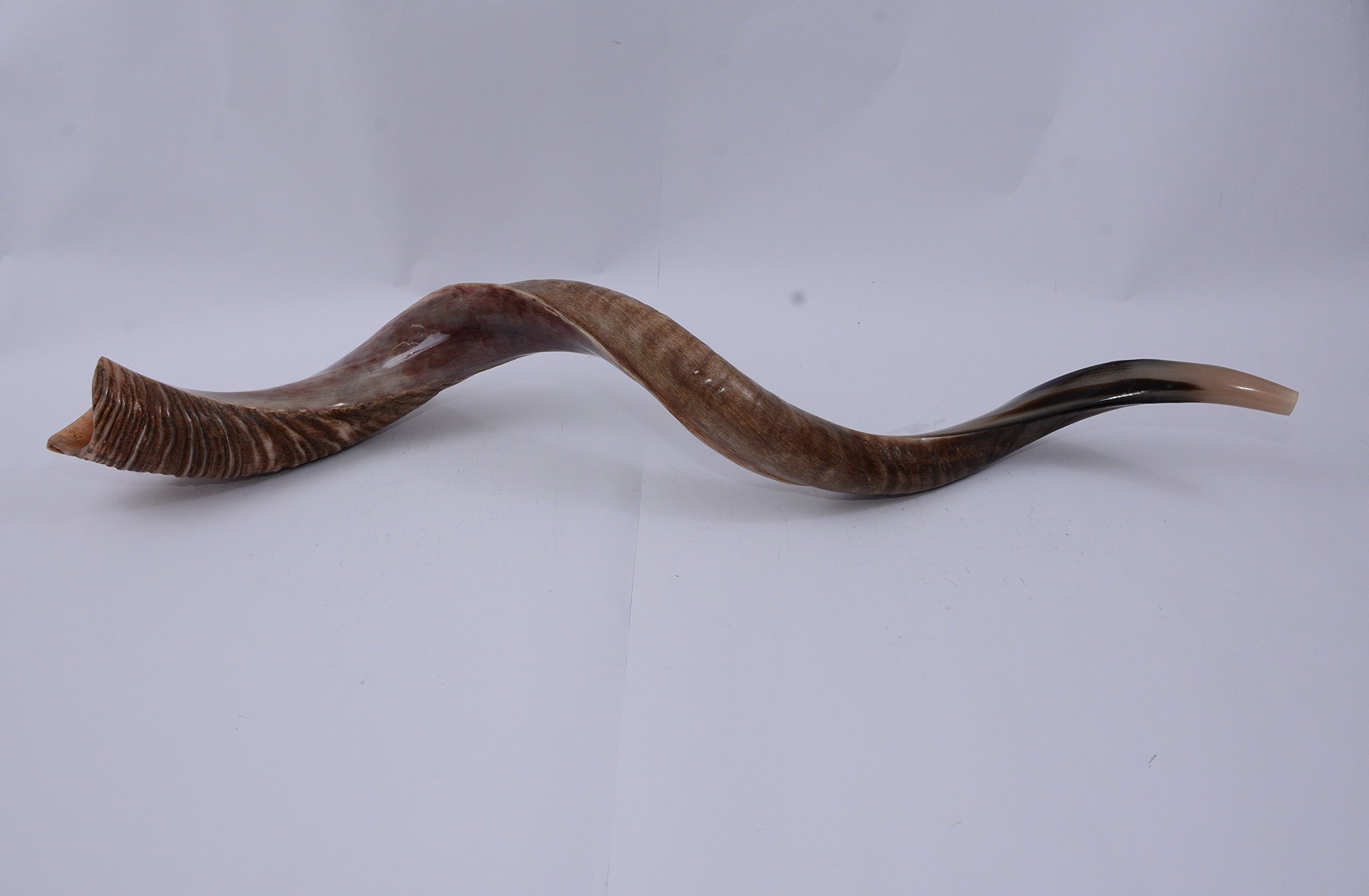 40"- 42" Extra Large Yemenite Kudu Horn Half Polished Finish and Half Natural Shofar, with Free Anti Odor Spray and Bag, Made in Israel