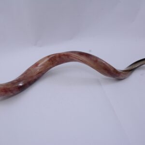 Sale 40"- 42" Extra Large Yemenite Kudu Horn Polished Shofar Shofars with Free Anti Odor Spray and Bag From Israel