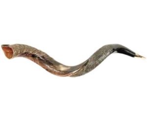 shofar - yemenite - small 26" - 31"