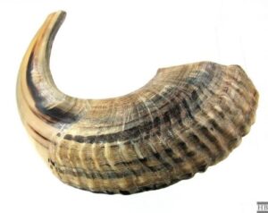 shofar ram's horn shofar medium size 39-42cm natural white